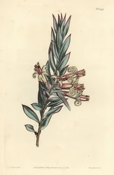 彼岸花のスタイフェリア（Styphelia triflora）。William Curtis