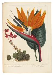 Cobweb Houseleek and Canna Leaved Strelitzia、1806