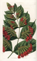 Combretum Variete, Red Flower Graphips - イギリスのSydenham Edwards (1768-1819)のBotanical Registerに掲載されたSarah Anne Drake (1803-1857)のイラストをS.Wattsがエングレーヴィングしたもの。