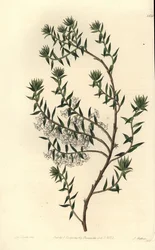 コモンヒース、Epicris impressa (Snowy epacris, Epicris nivalis)。Sydenham Edwards
