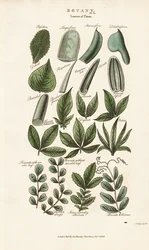 植物形態学における複合葉形態