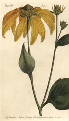 オオハンゴンソウ、またはブラックアイド・スーザン、Rudbeckia hirta、Polygamia frustranea。ランベス植物園で行われたウィリアム・カーティスの『植物学講義』のための、シデナム・エドワーズによる植物画に基づくF・サンソムの手彩色銅版画