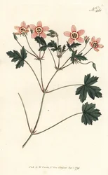 鶴嘴（またはコウノトリ嘴） - 肉色の鶴嘴（Erodium incarnatum）。ロンドンのWilliam Curtis