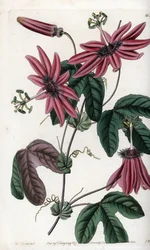 Crimson Passion - イギリスのSydenham Edwards（1768-1819）のBotanical Registerに掲載されているSarah Anne Drake（1803-1857）のイラストをS.Wattsがエングレーヴィングしたもの。