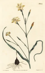 Curled leaved moraea, Moraea crispa.William Curtis