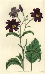 Curvy Salpiglossis - Painted tongue, Salpiglossis sinuata (Dark purple salpiglossis, Salpiglossis atropurpurea).Sydenham Edwards