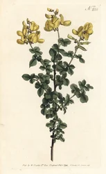 Cytisophyllum sessilifolium（コモン・サイトス、Cytisus sessilifolius）。ロンドンのWilliam Curtis