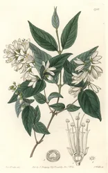 Deutzie rude, native of Japan - Water forte by S. Watts from an illustration by Sarah Anne Drake (1803-1857), from Botanical Register