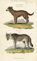 犬と狼 - シェパード犬（Canis familiaris）と狼（Canis lupus）。ジョン・メイソン・グッドの『Pantologia, a New Encyclopedia』（G. Kearsley, London）に掲載されたシデナム・エドワーズの手彩色銅版画。