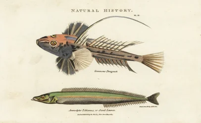Dragonnet lyre and lancon equille - Common dragonet, Callionymus lyra, and lesser sand eel or sand lance, Ammodytes tobianus.John Mason GoodのPantologia, a New Encyclopedia, G. Kearsley, Londに掲載されたSydenham Edwardsによる手彩色の銅版画。