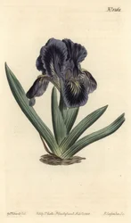 矮性花菖蒲 - Iris x binata（紫紺の矮性花菖蒲、Iris pumila var. violacea）。William Curtis