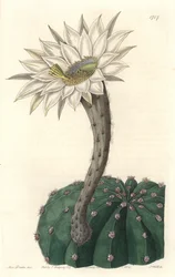 Echinocactus eyriesii（花サボテン、メキシコ原産） - Sarah Anne Drake（1803-1857）のイラストからS.Wattsが描いた強い水、Botanical Registerより。