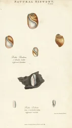 弾性のある球体（Bulla resiliens）と、淡いまたは円筒形の球体（Bulla pallida）。Sydenham Edwardsによる手彩色銅版画（John Mason Good