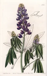 Elegant Lupin or Lupin from Mexico - イギリスのSydenham Edwards(1768-1819)のBotanical Registerに掲載されたSarah Anne Drake(1803-1857)のイラストをS.Wattsがエングレーヴィングしたもの。