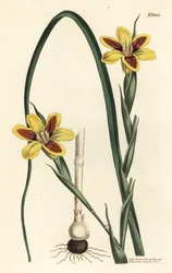 エレガントモレア、Moraea elegans（Moraea spicata）。William Curtis