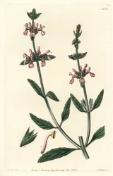 Epiary - White-stemmed stachys (Stachys albicaulis).Sydenham Edwards