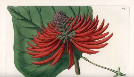 Erythrina variete, tropical red flower tree - イギリスのSydenham Edwards (1768-1819)のBotanical Registerに掲載されたSarah Anne Drake (1803-1857)のイラストをS.Wattsがエングレーヴィングしたもの。