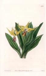 Erythroneは大きな花を咲かせ、北アメリカ原産 - イギリスのSydenham Edwards（1768-1819）のBotanical Registerに掲載されたSarah Anne Drake（1803-1857）のイラストをS.Wattsがエングレーヴィングしたもの。