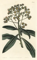 Euphorbe mellifere - ハニースパージまたは蜂蜜を含むユーフォルビア、Euphorbia mellifera（ユーフォルビア・メリフェラ）。William Curtis