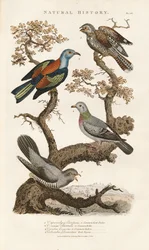 樹上に生息するヨーロッパ産の鳥類