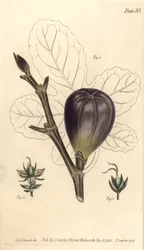 Fig, Ficus carica, Trioecia with hermaphrodite, male 2 and female 3 flowers growing separately.William Curtis