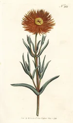 イチジクのマリーゴールド - Golden fig-marigold, Mesembryanthemum aureum.ロンドンのWilliam Curtis