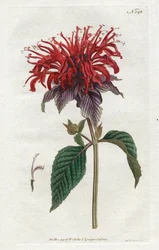 Fistula Monarde - Sydenham Edwards (1768-1819)によるリトグラフ、William Curtis