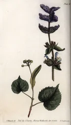 グリーンセージ（またはホルモンセージ）と菩提樹の末端苞葉の花葉と紫のブーケ。ランベス植物園（イギリス）の植物会議のために、サイデナム・エドワーズ（1768-1819）が描いたカラー銅版画。