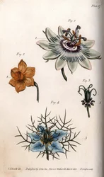 パッションフルーツやパッションフラワー、スイセンやニゲラの花。ランベス植物園（イギリス）の植物会議のために、サイデナム・エドワーズ（1768-1819）が描いたカラー銅版画。