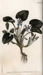 香りのよいスミレ。シデナム・エドワーズ（1768-1819）がランベス植物園（イギリス）の植物会議のために描いたカラー銅版画。