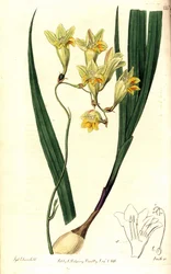 フリージア・リフラクタ（Reflex tritonia, Tritonia refracta）。Sydenham Edwardsが描いた植物図版にSmithが手彩色で銅版画を描いたもので、The Botanical Register, Ridgway, Londonより