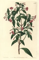 Fuschia variete - Rod-branched fuchsia, Fuchsia bacillaris.Fuchsia microphylla subsp.microphylla と Fuchsia thymifolia subsp.thymifolia の自然交配種。SydのSarah Drakeによるイラストの後、S.Wattsによる手彩色の銅版画。