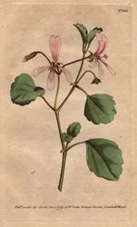 ゼラニウムは、南アフリカ原産のソレルの葉に、バラの葉脈のある花をつけます。Sorrel crane