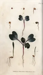 ラディッシュの種子、普通コムギ、普通オオムギの発芽。彩色銅版画、ランベス植物園（イングランド）の『植物学会議』のためのシデナム・エドワーズ（1768-1819）による挿絵