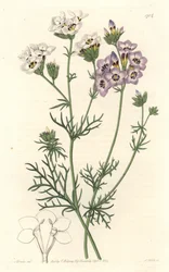 Gilia tricolor、白と紫のバリエーション、カリフォルニア州原産 - S. Watts strong water from an illustration by Sarah Anne Drake (1803-1857), from Botanical Register