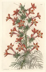 Gilie a coronope leaf or Ipomopside elegante - Water forte by S. Watts from an illustration by Sarah Anne Drake (1803-1857), from the Botanical Register（植物図鑑）.