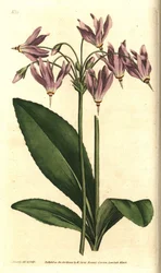 バージニア州のGiroselle（ジロセル） - アメリカン・カウスリップまたはミード・ドデカテオン（Dodecatheon meadia）。William Curtis