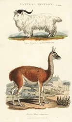 ヤギとラマ - 長角のウィドー・ヤギ（Capra aegagrus）とラマ（Lama glama）（グラマ・ラクダ（Camelus lama））。John Mason Good