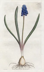 グレープヒヤシンス リトグラフ：Sydenham Edwards（1768-1819）、プレート：William Curtis（1746-1799）「Botanical Magazine」より