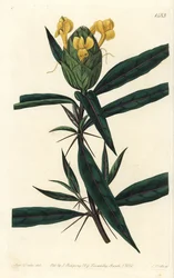 Grassgrass tac tac - Hop-flowered barleria, Barleria lupulina.Sydenham Edwards