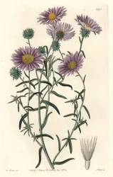 Gray Aster, originally from California - S. Watts Strong Water from an illustration by Sarah Anne Drake (1803-1857), from the Botanical Register
