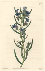 Gremil a rosemary leaves, native to Sicily - Water forte by S. Watts from an illustration by Sarah Anne Drake (1803-1857), from Botanical Register