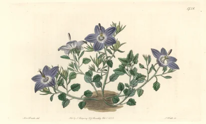 イタリア原産のHairy-leaved Campanule - Sarah Anne Drake (1803-1857)のイラストからS.Wattsが描いた強い水、Botanical Registerより。