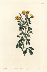毛の生えたグディア、Goodia lotifolia var. pubescens（グディア・パブエスケンス）。William Curtis