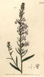 ヒース・ロベリア、ロベリア・ウレンズ、ポリガミア・モノガミア。William Curtis