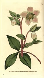 青白いまたは黒いヘレボルス - 青白いまたは紫色のヘレボルス、Helleborus lividus。ウィリアム・カーティス『The Botanical Magazine』、ランベス・マーシュ、ロンドンより、ジェームズ・サワービーの植物画に基づく手彩色銅版画