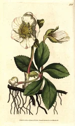 クロウメモドキまたはクリスマスローズ、Helleborus niger。ウィリアム・カーティス著『The Botanical Magazine』、ロンドン、ランベス・マーシュ所収、シデナム・エドワーズによる植物画に基づく手彩色銅版画