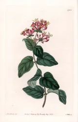 ハーブ・ヴァリエーション - イギリス、サイデナム・エドワーズ（1768-1819）の植物図鑑に掲載されたサラ・アン・ドレイク（1803-1857）のイラストをもとに、S.Wattsがエングレーヴィングしたプレート。
