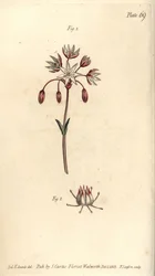 7つの雌しべを持つ両性具有の花、Heptagynia, Septas capensis。William Curtis