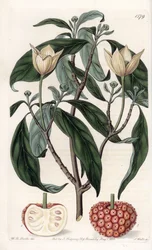 ヒマラヤハナミズキ - イギリスのSydenham Edwards(1768-1819)のBotanical Registerに掲載されたSarah Anne Drake(1803-1857)のイラストをS.Wattsがエングレービングしたボード。